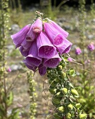 Pollux Pink (Digitalis purpurea) in july, on Hano in Blekinge, southern Sweden. © leiing