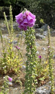 Pollux Pink (Digitalis purpurea) in july, on Hano in Blekinge, southern Sweden.