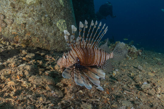 Lionfish (Pterois miles) in the Red Sea, colorful fish, Eilat, Israel
