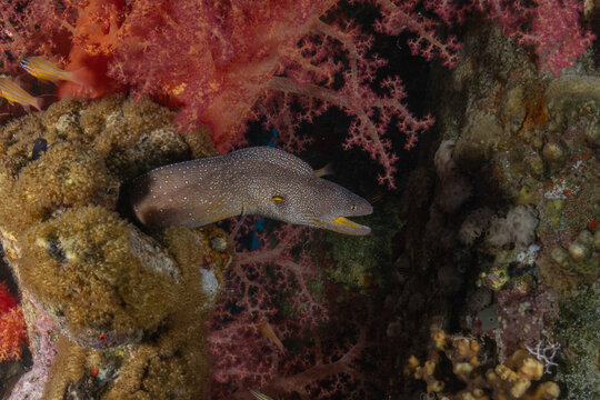 Moray eel Mooray lycodontis undulatus in the Red Sea, Eilat Israel
