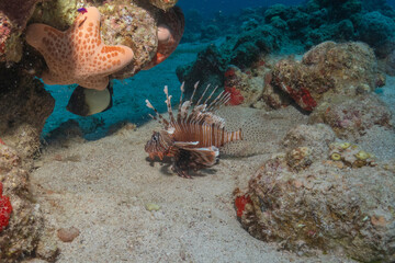 Obraz premium Lionfish (Pterois miles) in the Red Sea, colorful fish, Eilat, Israel 