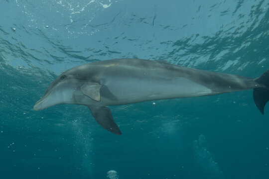 Dolphin swimming in the Red Sea, Eilat Israel
