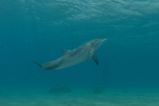 Dolphin swimming in the Red Sea, Eilat Israel
