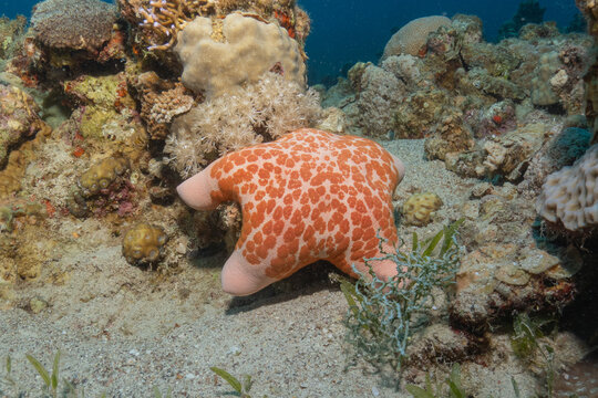 Starfish on the seabed in the Red Sea, Eilat Israel
