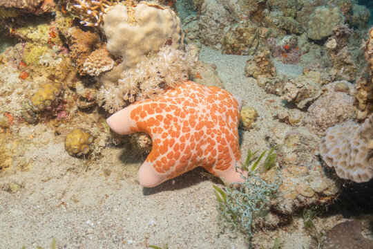 Starfish on the seabed in the Red Sea, Eilat Israel
