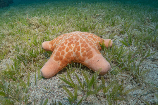 Starfish on the seabed in the Red Sea, Eilat Israel
