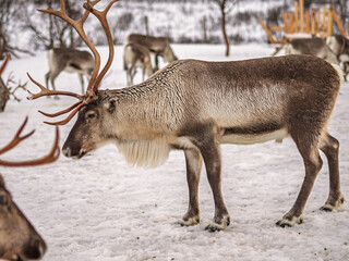 Tromso, Norway © Mirek