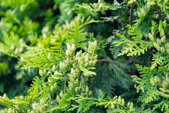Cypress tree branch. Evergreen Thuja cedar tree nature. Cedar tree branch and cone. Cypress spruce. Green evergreen twig