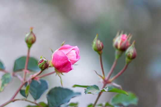 Close up of pink rosebud starting to bloom in spring garden with soft bokeh background