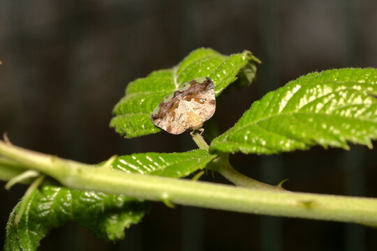 Macrophotography of Ricania sp.