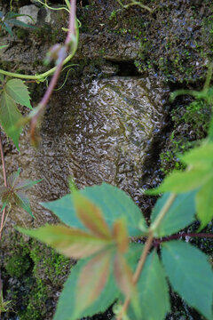 Water trickles over rocks in a small area surrounded by green plants and moss in a forest