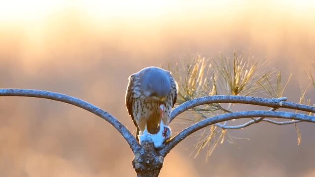 Common Kestrel Eating Prey on  Branch
