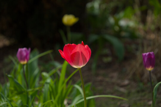 정원에 다채롭게 피어난 여러 색상의 튤립 꽃들 (Various colorful tulip flowers blooming in the spring garden)