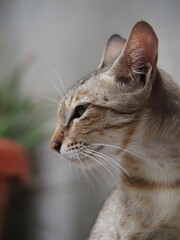 side profile portrait of a stray tabby cat looking off to the side with alert green eyes and prominent whiskers against a soft, neutral background. © nitesh