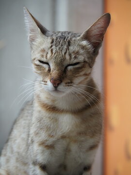 A close-up portrait of a stray tabby cat resting peacefully with its eyes closed, featuring large erect ears and detailed facial markings against a soft background