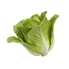 Obraz premium Fresh green leafy lettuce head with natural texture and vibrant color on clean white background