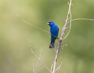 Fototapeta premium indigo bunting on twig