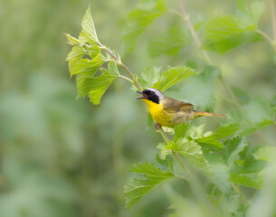 Fototapeta premium yellow bird on stem
