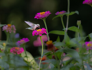 Fototapeta premium hummingbird feeding on flower