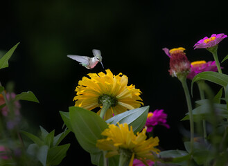 Fototapeta premium hummingbird on yellow flower