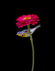 Fototapeta premium northern parula on red on flower