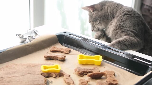 cute tabby cat looking at the baking tray full of with bone shaped cookie