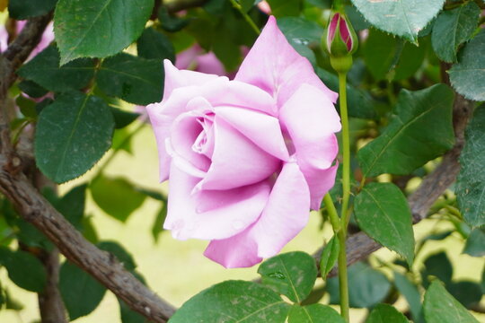 紫がかったピンク色のバラの花
