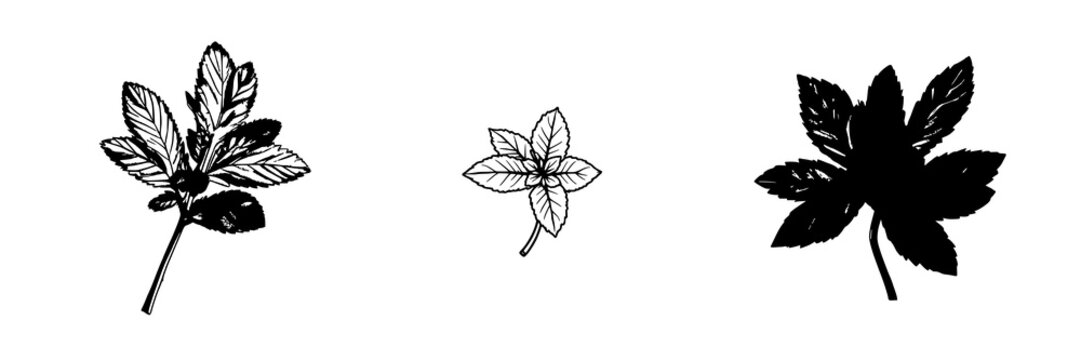 Mint sprig line drawing set with isolated culinary herb symbol featuring simple clean design with botanical illustration and minimalist artwork