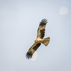 Obraz premium A bird of prey soars with wings fully spread against a clear sky, showing detailed plumage and natural aerial behaviour.