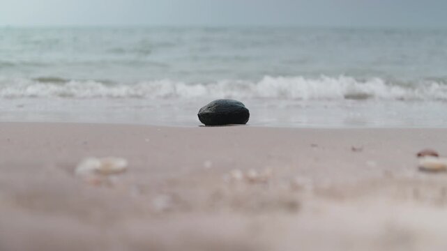 Coconut washed ashore by waves on sandy beach