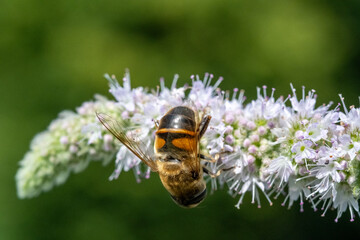 Hoverfly collecting nectar on white mint flower  (Mentha suaveolens) © Ulrich