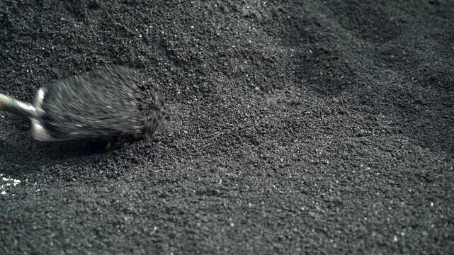 Worker Shoveling Hot Asphalt Mix During Road Construction