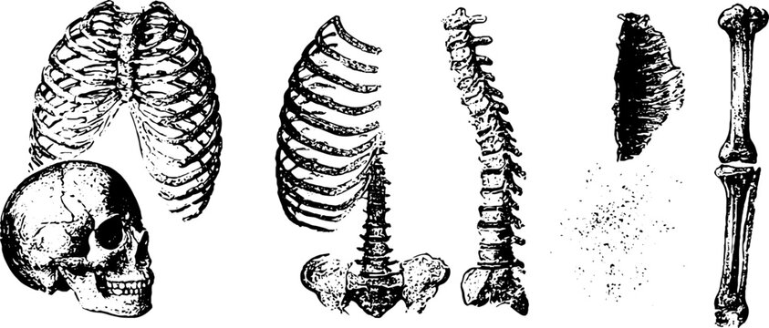 Grunge black white ribcage spine and skull set of anatomical bone elements with distressed texture for medical horror poster and background design