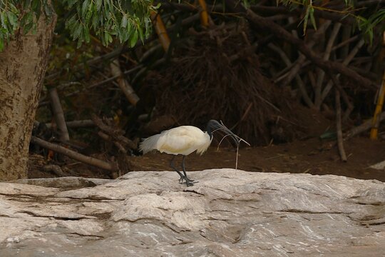 Black headed Ibis