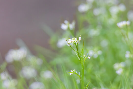 Single stem of hairy bittercress with tiny white flowers in dreamy spring background, Germany, Augsburg, 15.04.2026