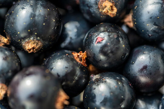 Nahaufnahme von reifen schwarzen Johannisbeeren