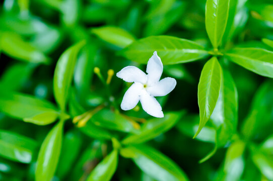 Crape Jasmine, Pinwheel Jasmine or Tabernaemontana divaricata L R Br ex Roem and Schult or Tabernaemontana orientalis Blume G Don or apocynaceae