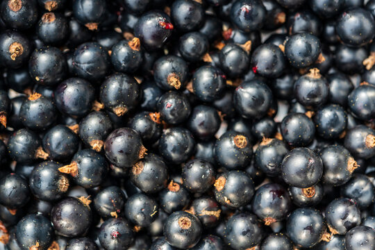 Nahaufnahme von reifen schwarzen Johannisbeeren