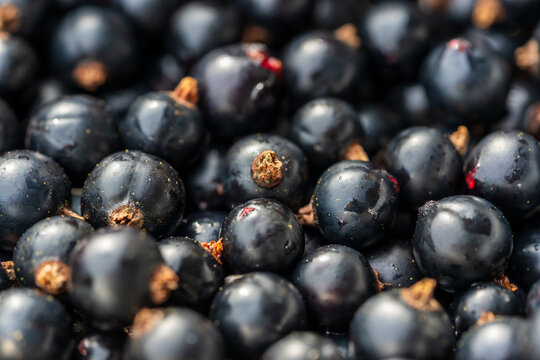 Nahaufnahme von reifen schwarzen Johannisbeeren