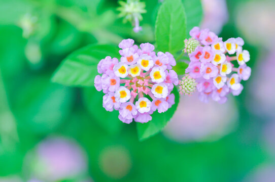 Lantana camara L, Cloth of gold or Hedge flower or Lantana or Weeping lantana or White sage or VERBENACEAE or purple flower