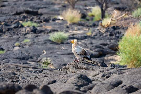 エチオピア　Ethiopia
