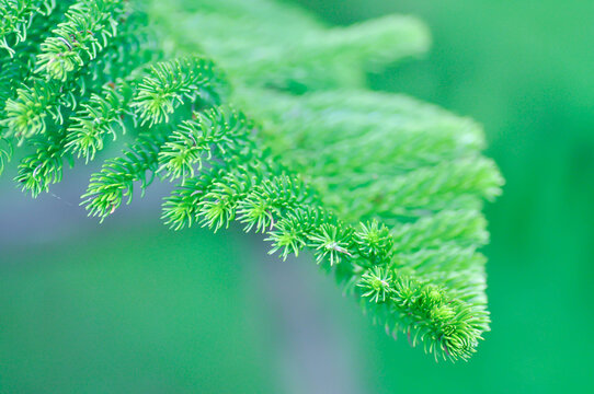 Araucaria cunninghamii, Araucaria heterophylla or Araucaria heterophylla Salisb Franco or Araucariaeae or Hoop pine or House Pine or Norfolk Island Pine or pine tree
