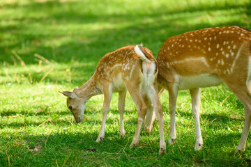 Obraz premium European fallow deer doe with cute spotted fawn grazing on green grass. Close up animal family in wildlife sanctuary, eco tourism and environment conservation concept