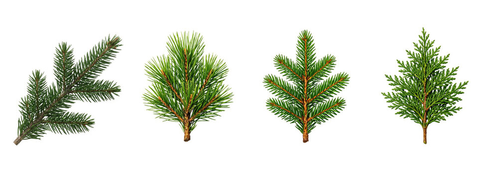 Set of four evergreen pine tree branches and small saplings featuring nature and plants high quality png transparent background for creative graphic design project use
