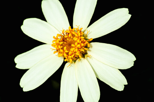 Top view, closeup, macro of, a Shasta Daisy, in full bloom with yellow star stigma and a black background, under studio strobe lighting