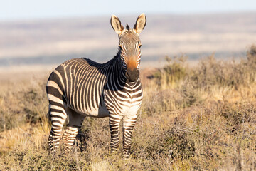 Obraz premium Cape Mountain Zebra (Equus zebra zebra), Karoo, South Africa, IUCN Red List Vulnerable