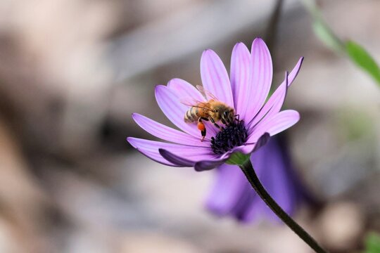 European Honey Bee (Apis mellifera) collecting nectar and pollen from African Daisy,  South Australia