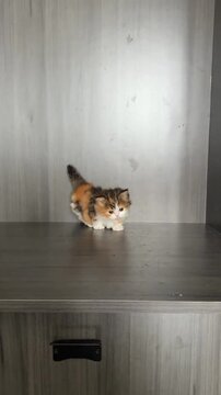 A cute fluffy calico munchkin kitten standing on a grey wooden surface