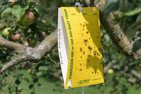 insect monitoring trap by Tr&eacute;c&eacute; hanging on an apple tree in Toronto