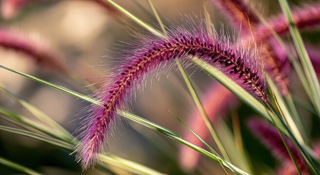 Delicate purple foxtails bloom with feathery texture, catching soft light
